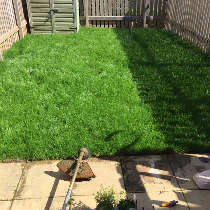 Strimmed garden grass ready for the lawn mower
