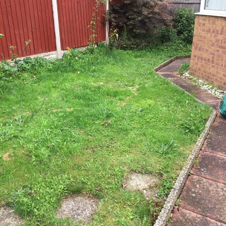 Overgrown back garden with hedges and weeds