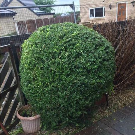 Freshly trimmed round hedge