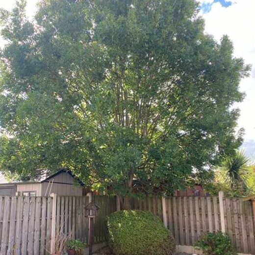 Huge tree in the corner of a garden blocking the sun