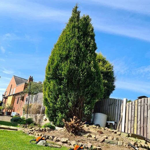 Tall tree taking up space in a garden